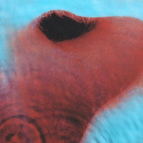 http://www.netsvetaev.com/files/gimgs/th-39_Pink-Floyd-Meddle-Album-Photo.jpg