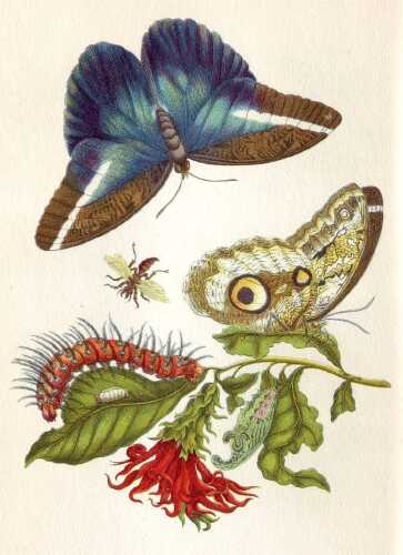 https://www.netsvetaev.com/files/gimgs/th-38_Merian_Metamorphosis_LX.jpg